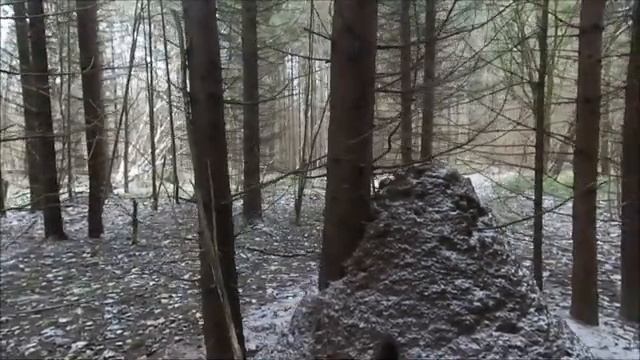 Лесное озеро смотреть онлайн