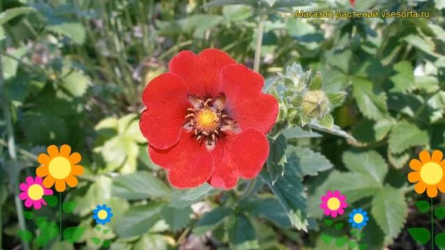 Лапчатка темно-красная серебристолистная. Краткий обзор potentilla atrosanguinea var. argyrophylla смотреть онлайн