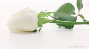 Как покрасить розу на 14 февраля