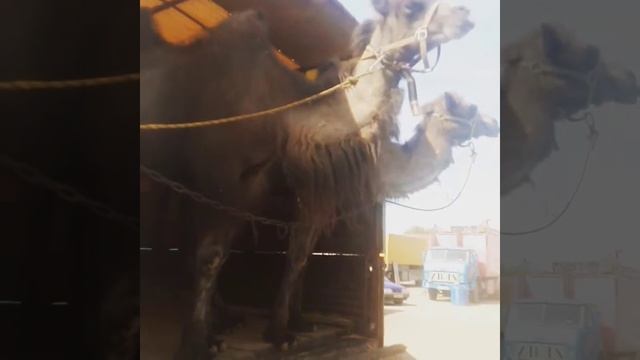 Верблюды во Мглине ??? смотреть онлайн