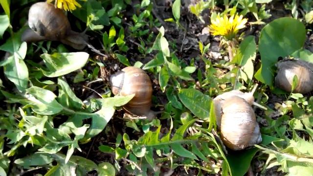 Семья улиток на солнце (Харьков) смотреть онлайн