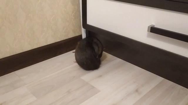 КАК ОТУЧИТЬ КРЫСУ КУСАТЬСЯ смотреть онлайн