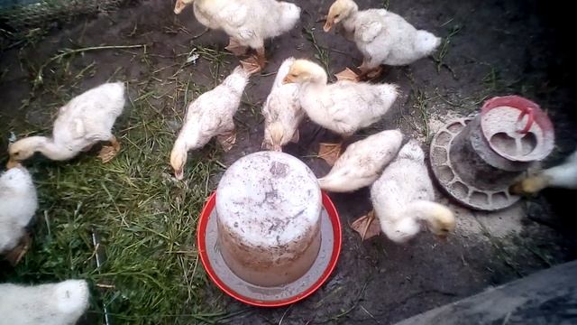 Сколько съедают гусята? смотреть онлайн