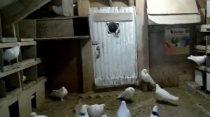 ЧЕСНОК АНТИБИОТИК ДЛЯ ДОМАШНИХ ГОЛУБЕЙ...