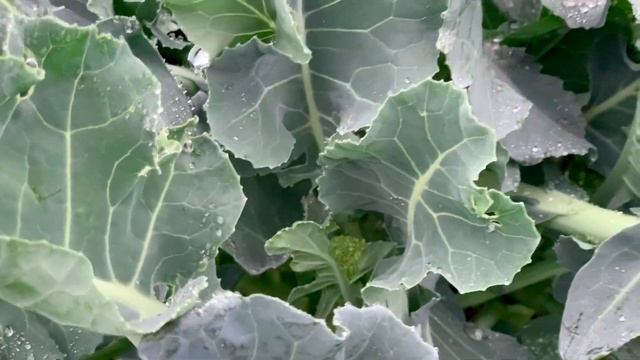 Вавилон F1 / Vavylon F1 - Брокколи, Clause смотреть онлайн