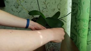 Как пересадить детку орхидеи. Что делать с отростком орхидеи.