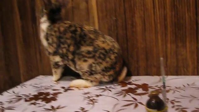 ЛЕЧЕНИЕ КРОЛИКА ОТ УШНОГО КЛЕЩА ИВЕРМЕКОМ ЛЕГКО! РЕКОМЕНДУЮ ОТЛИЧНЫЙ КАНАЛ!