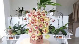 Катасетумные летом 2022 Catasetum Orchidglade
