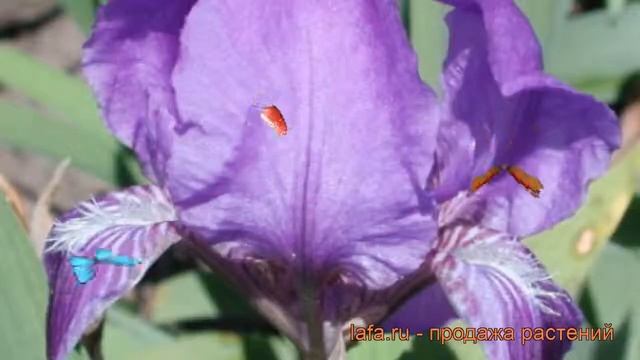Ирис карликовый Цианея (iris pumila) ? ирис Цианея обзор: как сажать рассада ириса Цианея смотреть онлайн