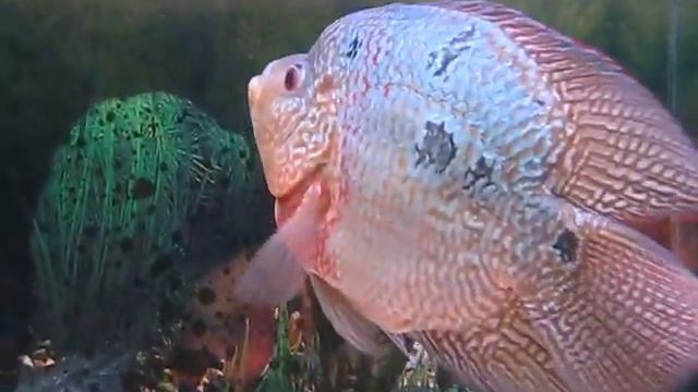 видео производитель смотреть онлайн
