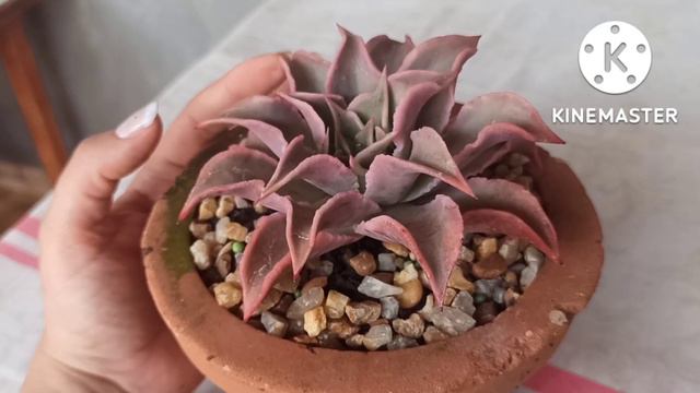 Linda Echeveria Madiba смотреть онлайн