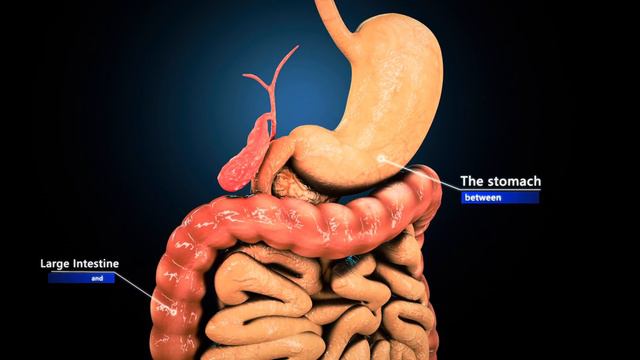 How does your body turn food into poop? Human digestive system смотреть онлайн