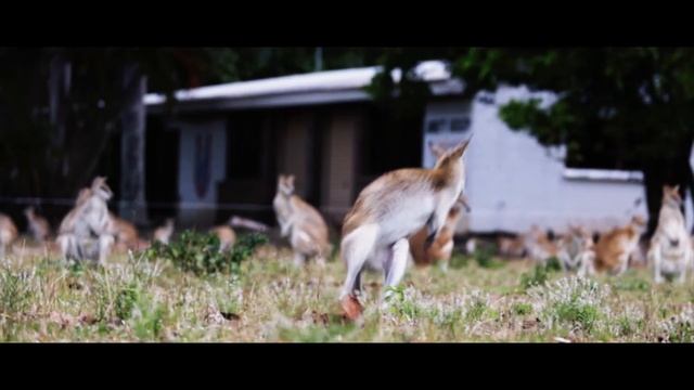 Into The Wild | Australia North Queensland смотреть онлайн