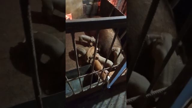 Продажа поросят порода дюрок смотреть онлайн