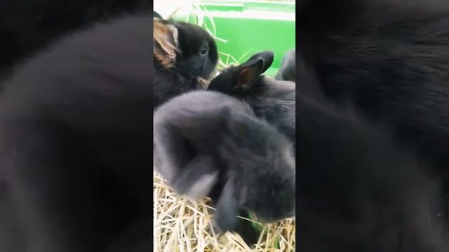 Декоративные черные мини-кролики.Символ 2023 года.Для бронирования! смотреть онлайн