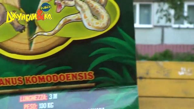 Деагостини ДЖУНГЛИ и Ко Макси КОМОДСКИЙ ДРАКОН ВАРАН Deagostini распаковка смотреть онлайн