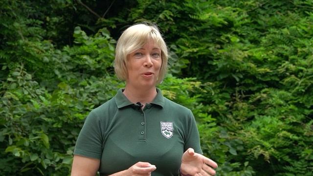 Реликтовая тисо-самшитовая роща смотреть онлайн