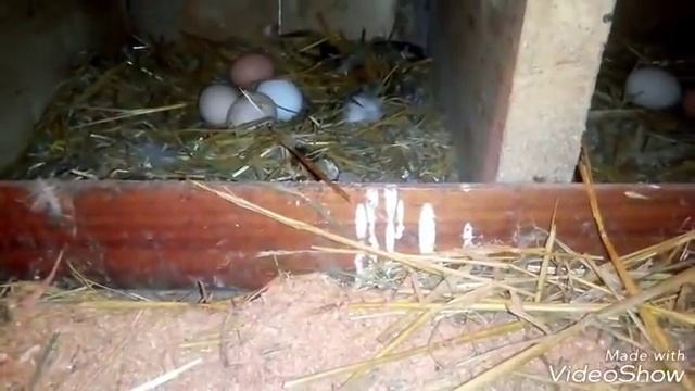 Гуси занеслись.Совместное содержание кур и уток. смотреть онлайн