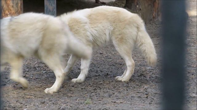 Гудзонские волчата играют и что-то достают из земли 26.10.2022 смотреть онлайн