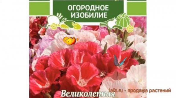 Годеция обыкновенная Стрекоза (strekoza) ? Стрекоза обзор: как сажать, семена годеции Стрекоза