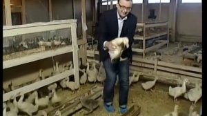 Гусиная ферма. Мясо гуся.