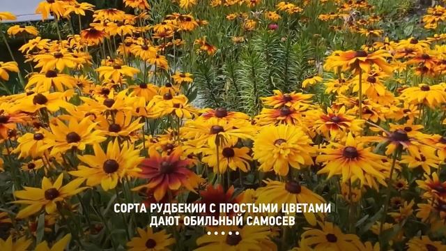ПОСАДИЛ И ЗАБЫЛ 30 самых неприхотливых многолетников и декоративных кустарников смотреть онлайн