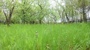 #сад  #мордовия #деревня #природа #селошаверки