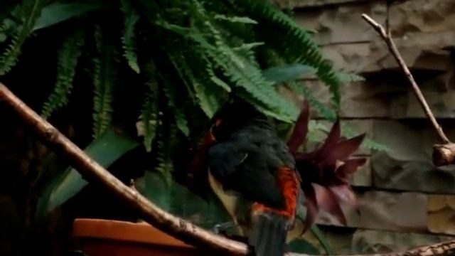 Black-necked Aracari смотреть онлайн