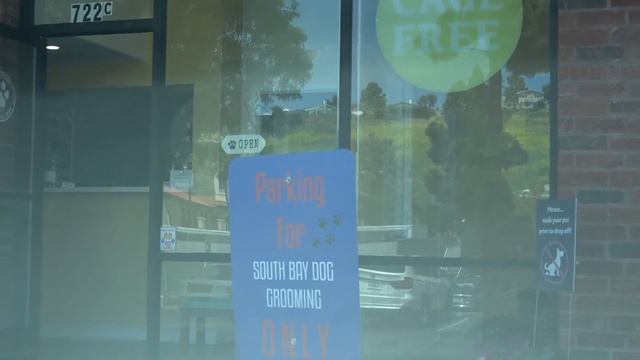 Teacup Maltipoo Puppy | Teddy Bear Haircut Transformation