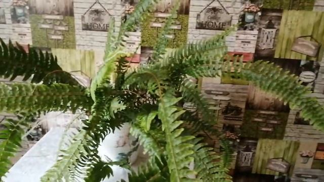 Папоротник в горшке с автополивом смотреть онлайн