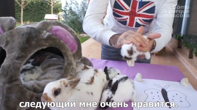 Кролики-кролики расы «бабочка» смотреть онлайн