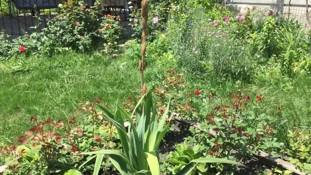 Клумба из красных спрей роз смотреть онлайн