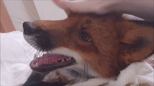 Утро домашней Лисы. Пока все спят. Плут по имени Мики) смотреть онлайн