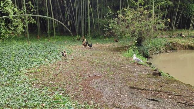 Птицы Сочинского Дендрария ????️? смотреть онлайн