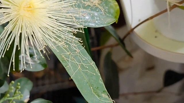 Сизигиум ямбоз (Syzygium jambos) смотреть онлайн