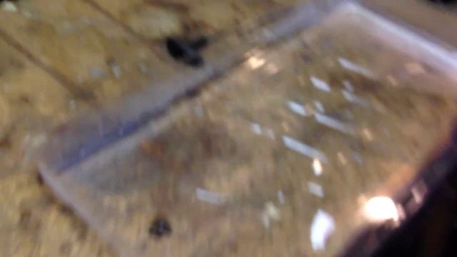 How to grow Moruga Scorpion peppers Part 1 смотреть онлайн