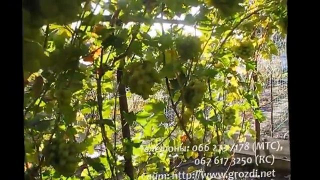 Сорт винограда Синдикат смотреть онлайн