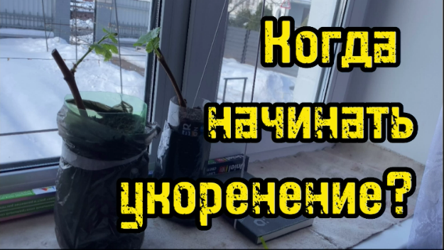 Когда начинать укоренение виноградной лозы?/Черенки винограда смотреть онлайн