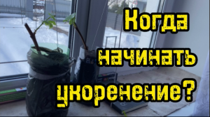 Когда начинать укоренение виноградной лозы?/Черенки винограда