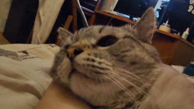 Умеет ли мой КОТ читать РЕП?? (Ответы на вопросы) смотреть онлайн
