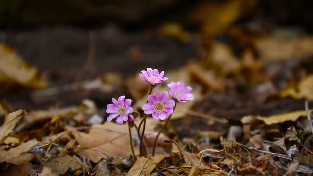 Красивая расслабляющая музыка#музыка для снятия стресса#позитивная энергия, утренняя музыка смотреть онлайн