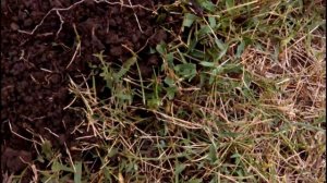 КОГДА ВЫКАПЫВАТЬ НАРЦИССЫ