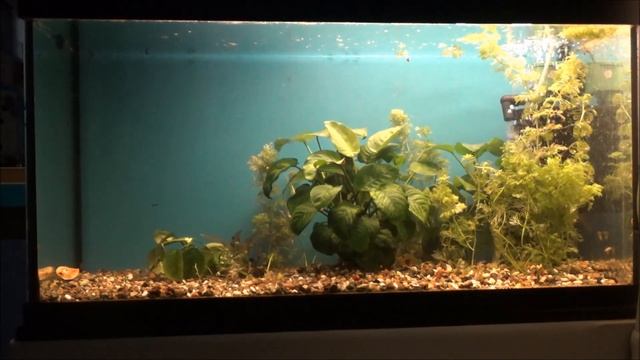 Оформление аквариума. смотреть онлайн