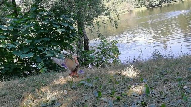 Вальс на Озеро Круглое смотреть онлайн