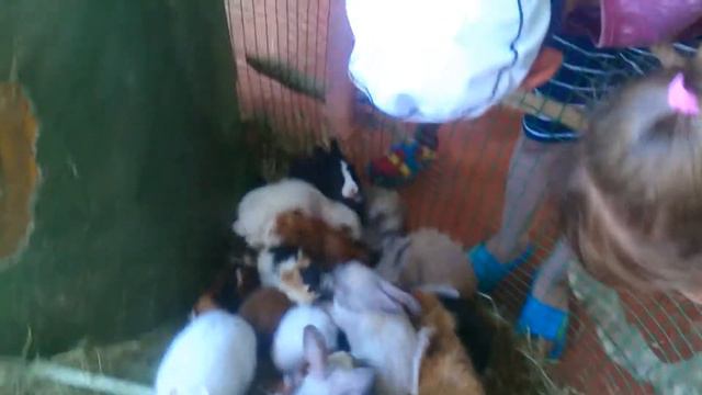 Зоопарк РИО 18.08.2017 смотреть онлайн