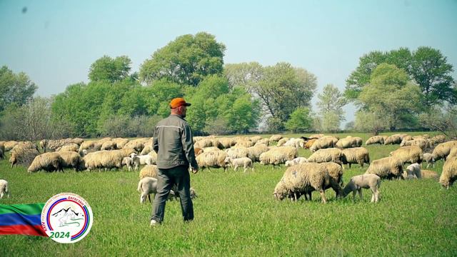 Овцеводство в Дагестане на современном этапе и в будущем смотреть онлайн
