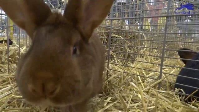 Венский красно коричневый кролик смотреть онлайн