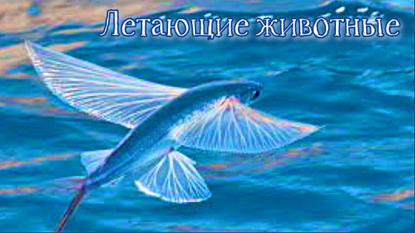 Летающие животные Летать умеют не только птицы. смотреть онлайн