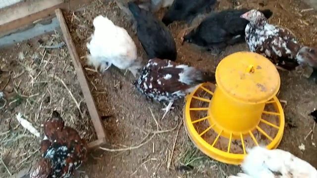 ЦЫПЛЯТА , ЯЙЦА , ИНКУБАЦИЯ смотреть онлайн