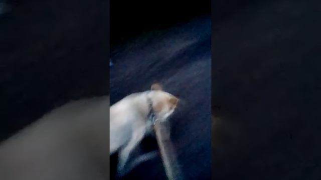 Прогулка хозяина и собаки смотреть онлайн